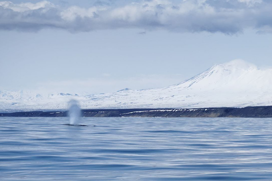 Серые киты возвращаются в Кроноцкий заповедник. Фото: Е. Волкова