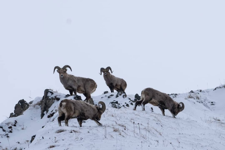 Снежных баранов посчитали в Кроноцком заповеднике. Фото Нины Ким и Дениса Кочеткова/Кроноцкий заповедник.. Фотография 6