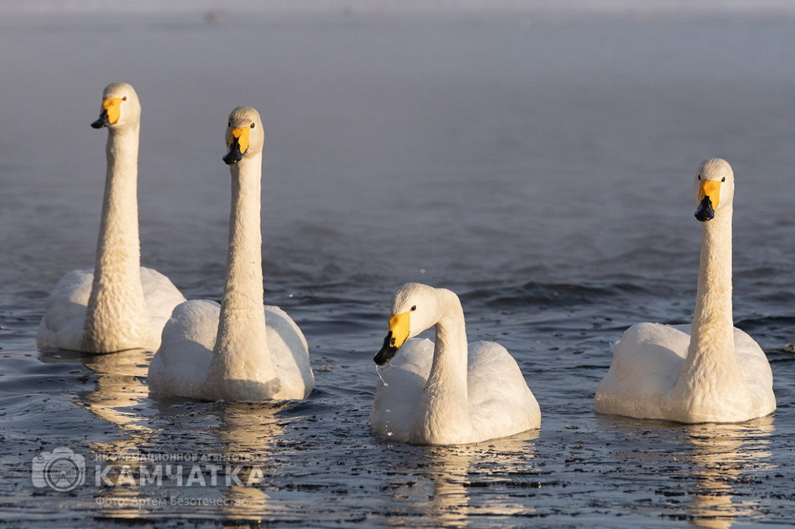 Зимовка лебедей на Камчатке. Фоторепортаж. фото: Артем Безотечество. Фотография 2