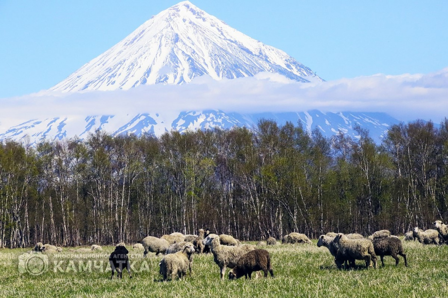 Всемирный день фотографии отмечает Камчатка. Фото: Виктор Гуменюк. Фотография 85