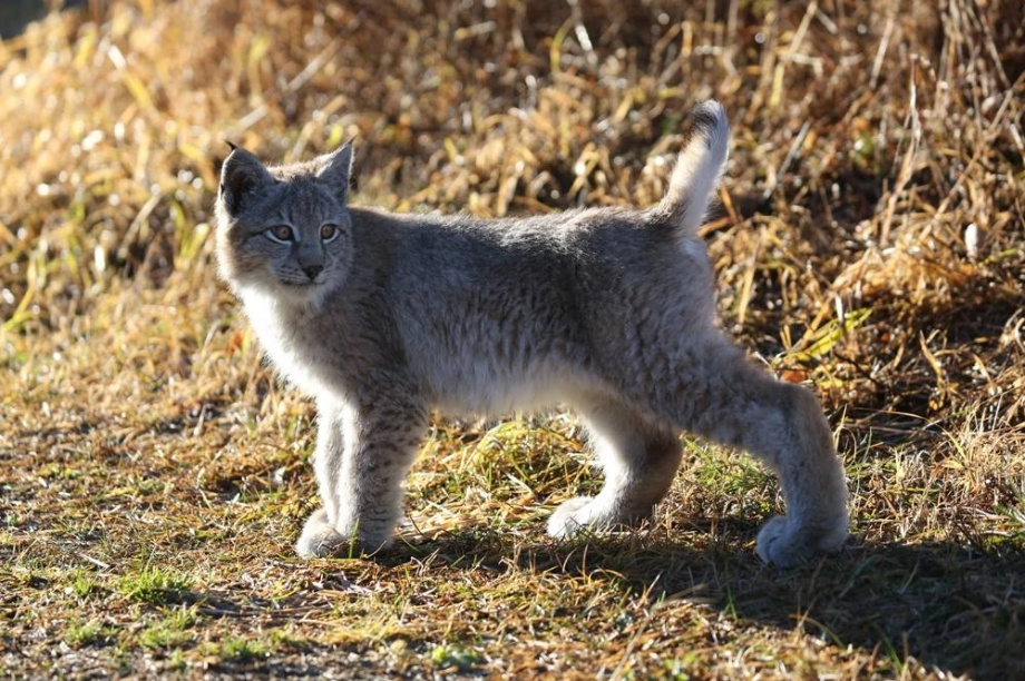 Кроноцкий заповедник на Камчатке — лучший детский сад для диких животных. Фото: Кроноцкий заповедник. Фотография 10