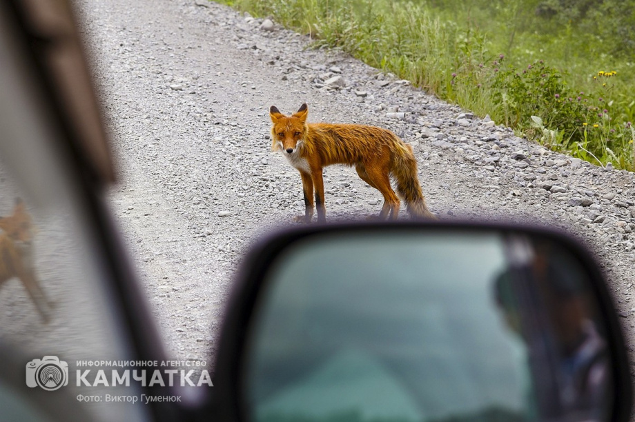 Жители камчатских лесов и сопок. Фотоподборка. фото: Виктор Гуменюк. Фотография 9
