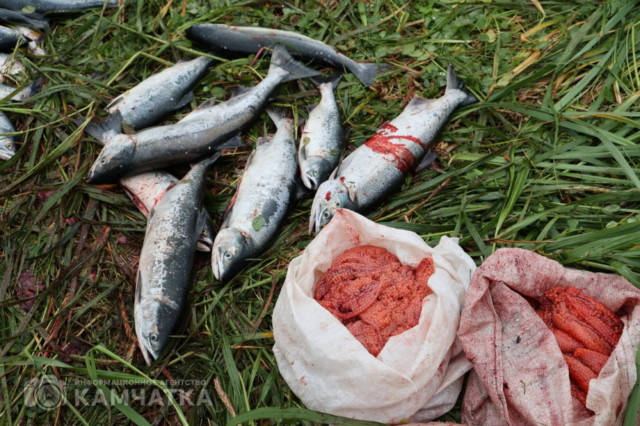 Браконьера с уловом почти на 1 миллион рублей задержали на Камчатке. Фото: Виктор Гуменюк. Фотография 4