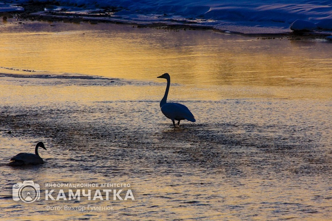 Лебеди на Камчатке. Фотоподборка. фото: Виктор Гуменюк. Фотография 14