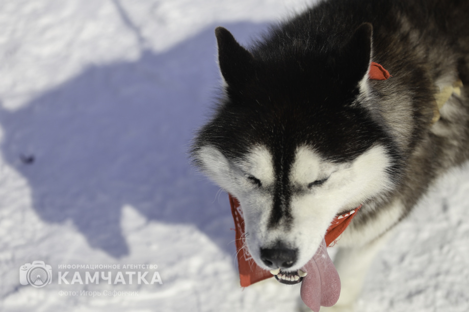 «Елизовский спринт» — 15 лет традиций и азарта!. Фото: «Камчатка Сегодня» \ Игорь Сафончик. Фотография 74