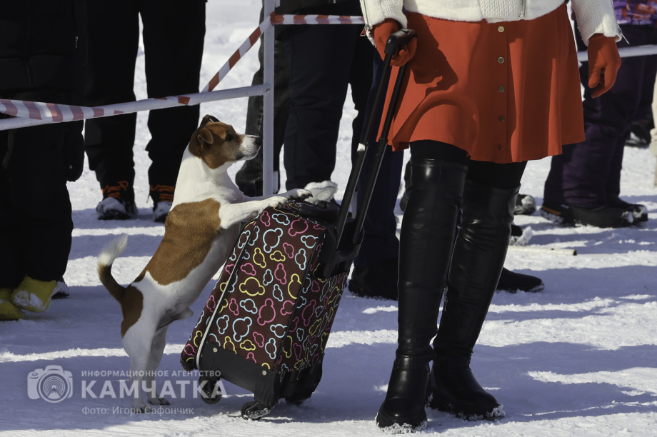 «Елизовский спринт» — 15 лет традиций и азарта!. Фото: «Камчатка Сегодня» \ Игорь Сафончик. Фотография 29