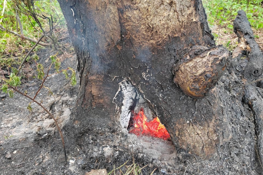  На Камчатке лесные пожары прошли за выходные почти 50 га. Фото: kamgov.ru. Фотография 5