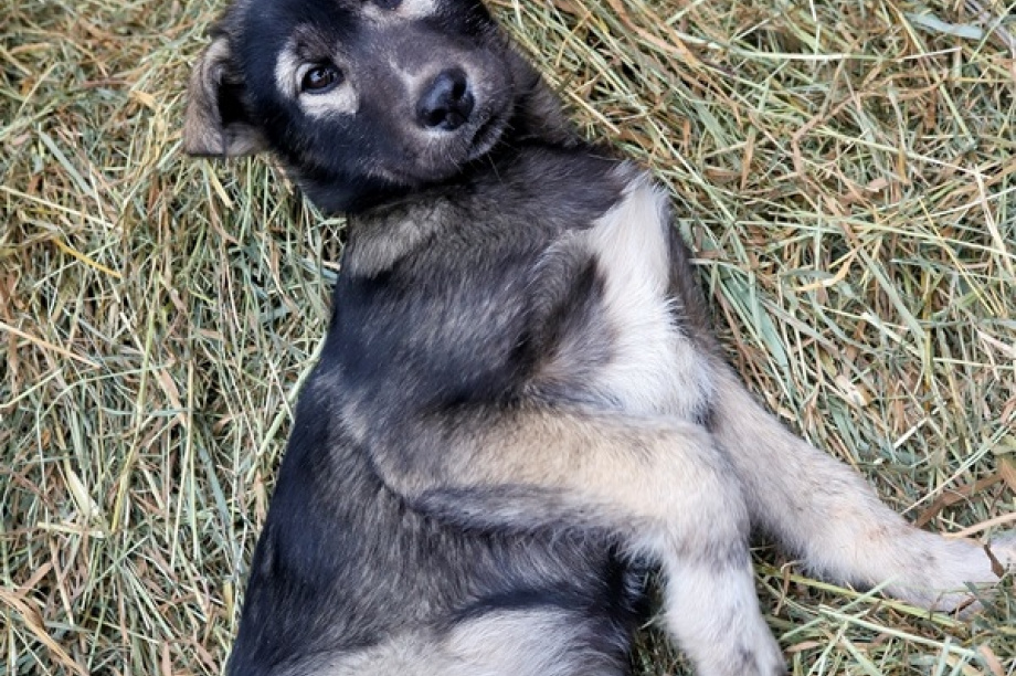 Чемпионы Левковские готовятся к «Берингии». Фото: Виктор Гуменюк. Фотография 5