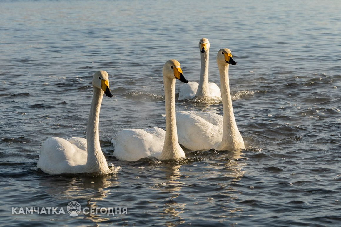 Лебеди-кликуны на Халактырском озере. Фоторепортаж . фото: Артем Безотечество. Фотография 2
