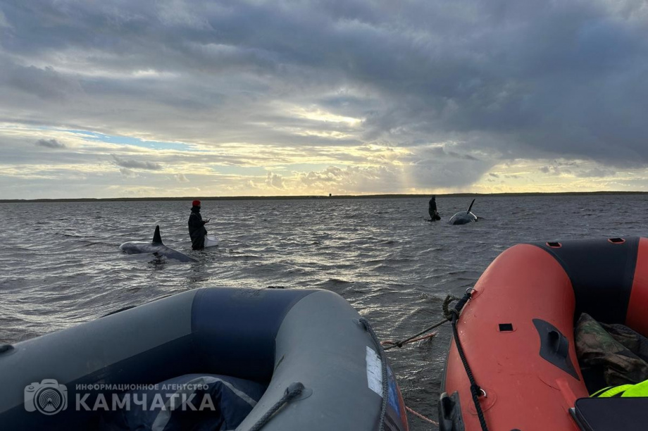 Сегодня на Камчатке продолжится операция по спасению косаток у села Устьевого. Фото: Витязь-Авто. Фотография 5