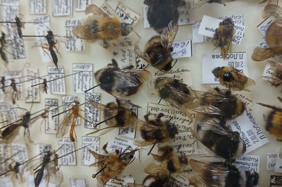 Научные исследования заповедников «Кроноцкий» и «Заповедная Мордовия»: сотрудничество на благо природы. Фото: пресс-служба «Кроноцкий государственный заповедник». Фотография 4