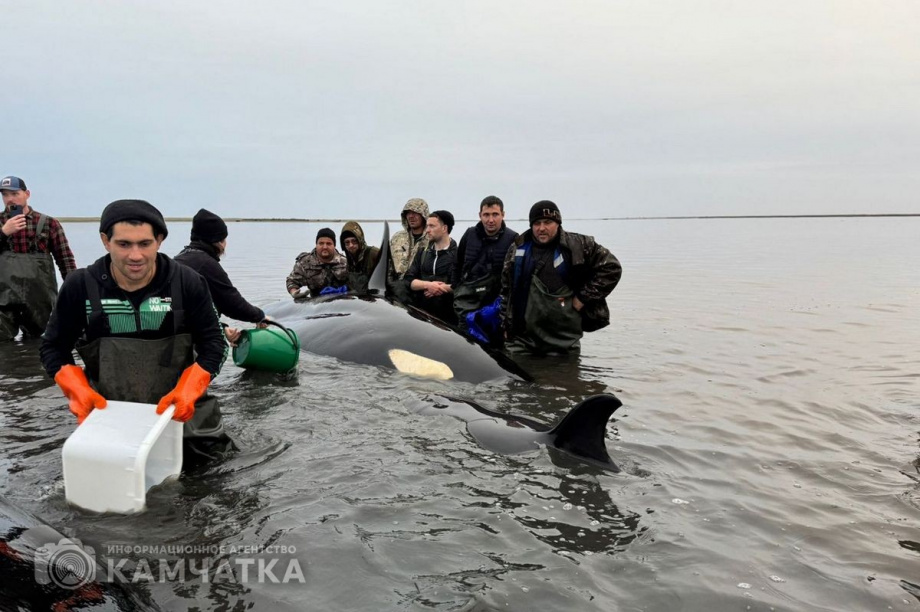 Сергей Лебедев: «Все четыре косатки живы, плавают всё ещё в лимане, воды хватает». Фото: Витязь-Авто, Александр Конев. Фотография 11
