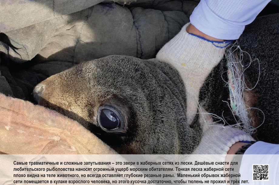 «Попавшие в петлю»: фотовыставка о спасении тюленей открылась на Камчатке. Фото: Кроноцкий заповедник. Фотография 4