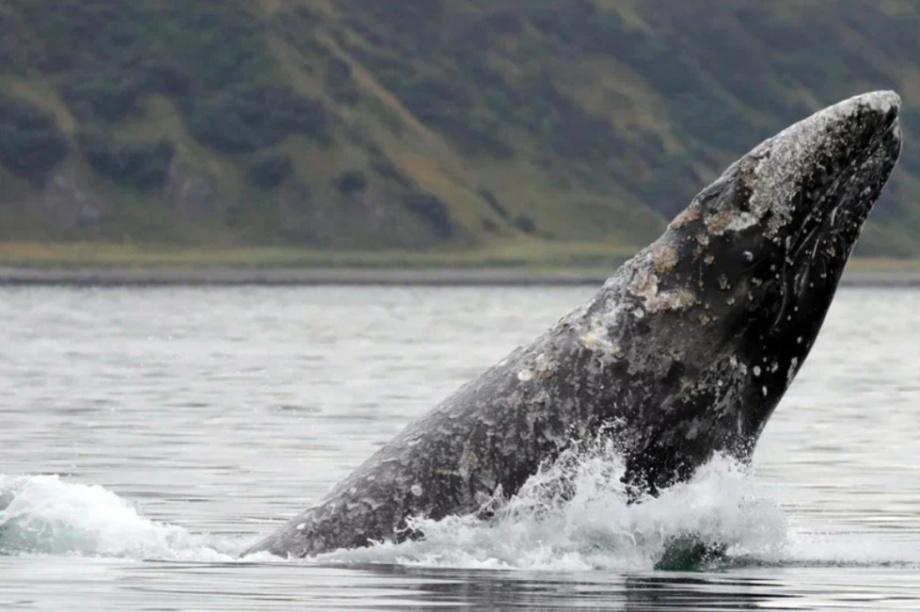 Киты и каланы продолжают наслаждаться жизнью в Кроноцком заливе. Фото: ФГБУ «Кроноцкий государственный заповедник» / Е. Волкова / Д. Балакирев. Фотография 7