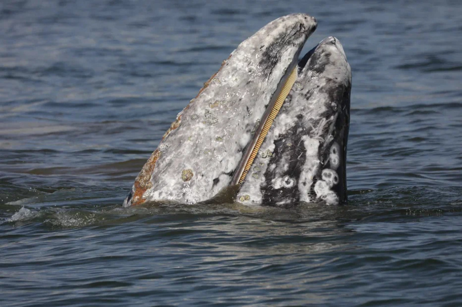 Серый кит близко подплыл к лодке камчатских исследователей. Фото: ФГБУ "Кроноцкий заповедник" - Евгения Волкова. Фотография 1