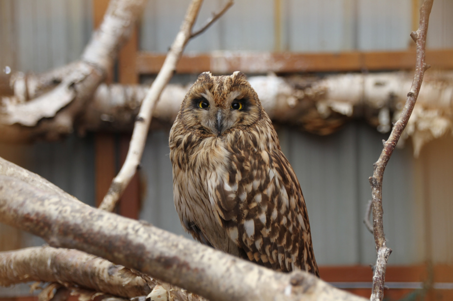 Крокодилы, орланы и пауки-птицееды: Елизовскому зоопарку исполнилось 43 года. Фото: администрация Елизовского района (архив). Фотография 1