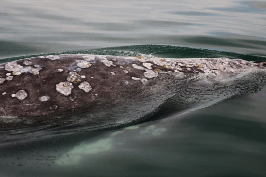 Ученые пересчитали серых китов у берегов Камчатки. Фото: Евгения Волкова . Фотография 5