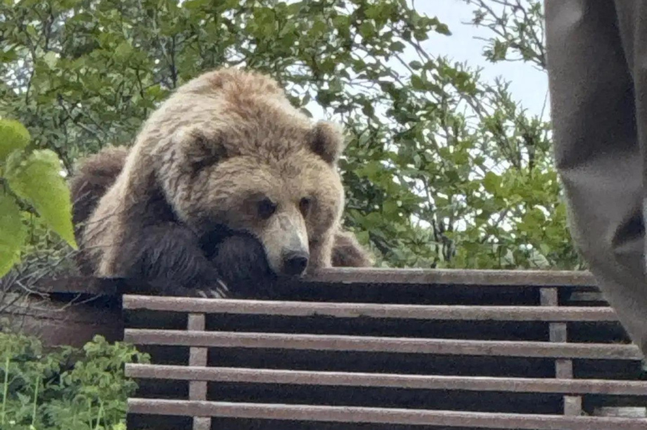 На Камчатке медведь пришёл посмотреть на извержение Большого Гейзера. Мария Абрамова. Фотография 1