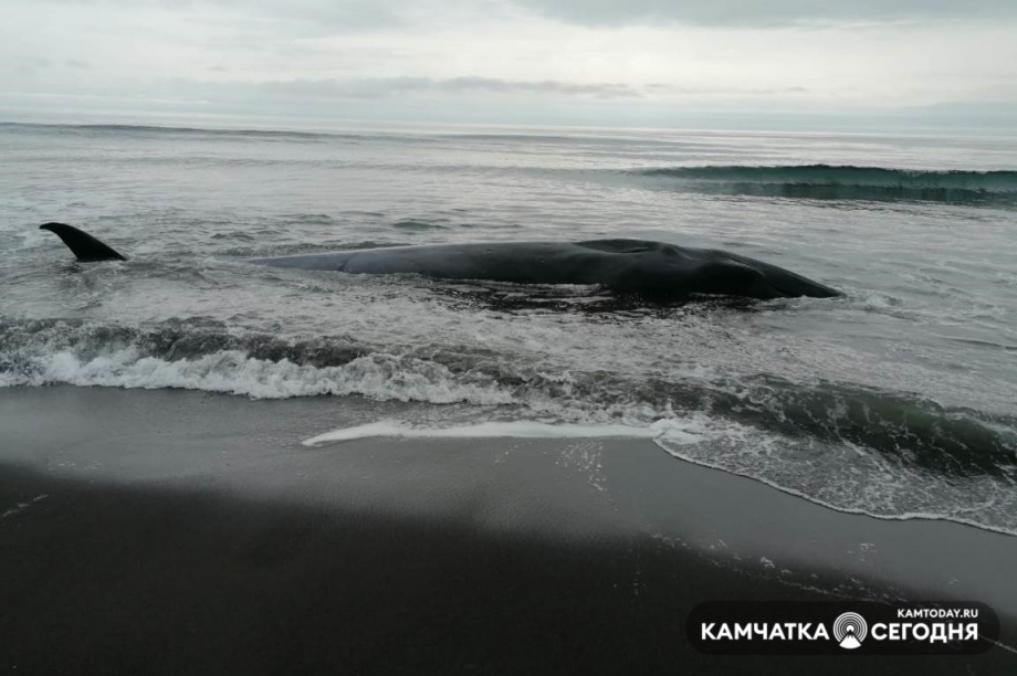 Живой кит лежит у берега Тихого океана — очевидцы. Фото: информационное агентство "Камчатка"