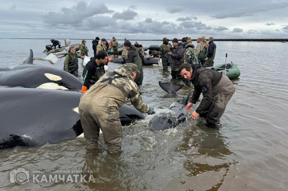 Стартовало «Народное голосование» на соискание Международной премии «Мой ласковый и нужный зверь». фото: ИА «Камчатка»
