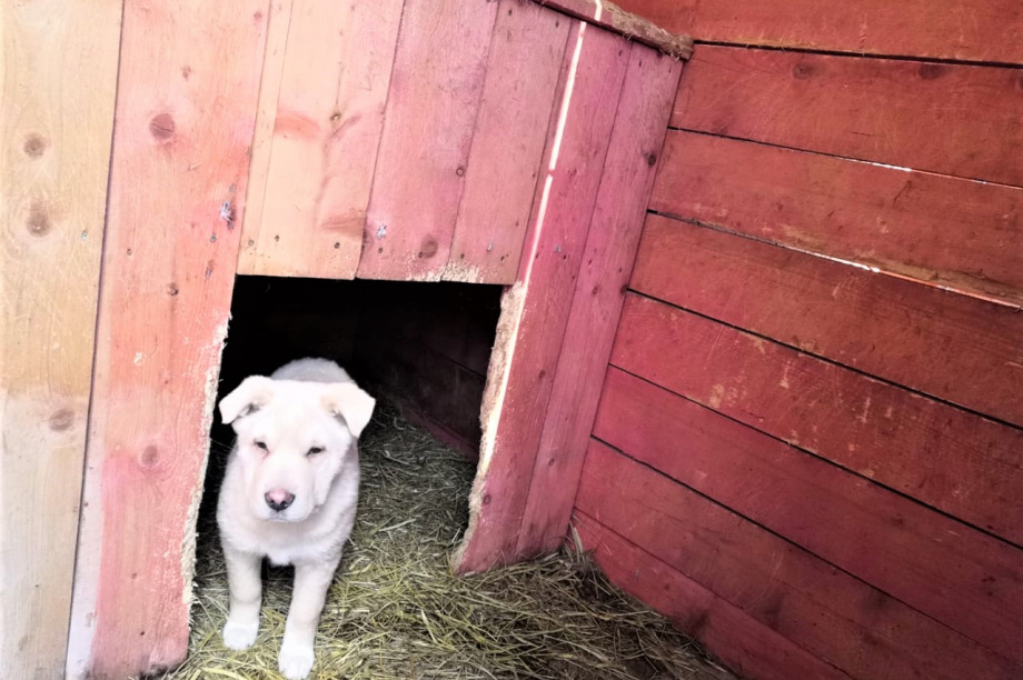 Жители Камчатки с начала года разобрали по домам более 260 собак из приюта. Фото: администрация ПКГО. Фотография 4