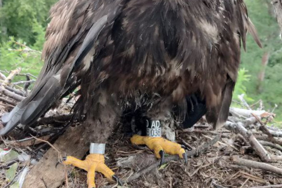 На Камчатке стартовал сезон кольцевания пернатых. Фото: М. Бабушкин, А. Шаров. Фотография 1