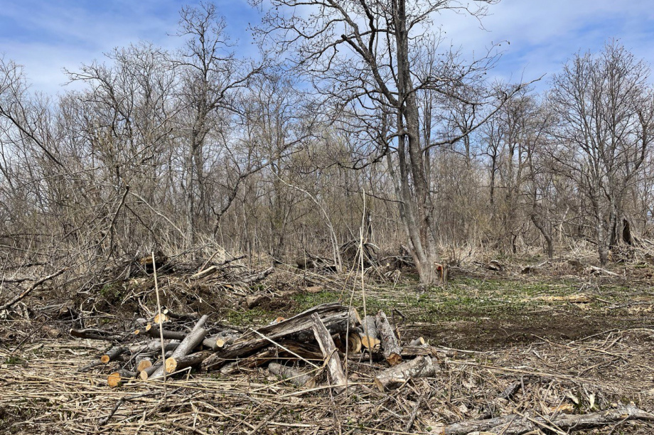 Дело о незаконной вырубке более 300 деревьев расследуется на Камчатке. Фото: пресс-служба краевой прокуратуры