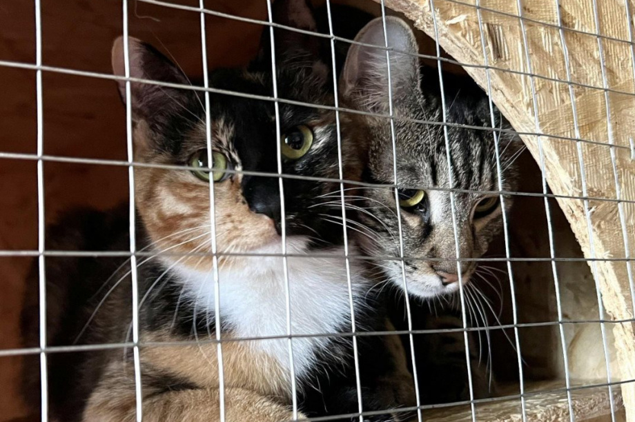 Акцию «Новогодний завтрак для котёнка» устроили в детском саду Петропавловска-Камчатского. Фото: Управление образования ПКГО. Фотография 2