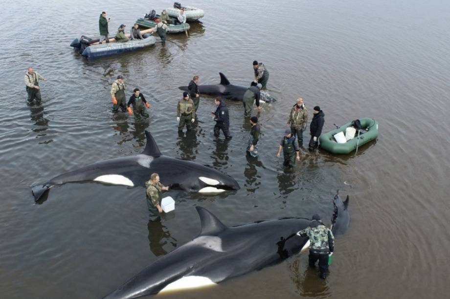 В адрес Главного управления МЧС России по Камчатскому краю поступило благодарственное письмо от фонда «Защиты китов». Фото: Витязь-Авто. Фотография 1