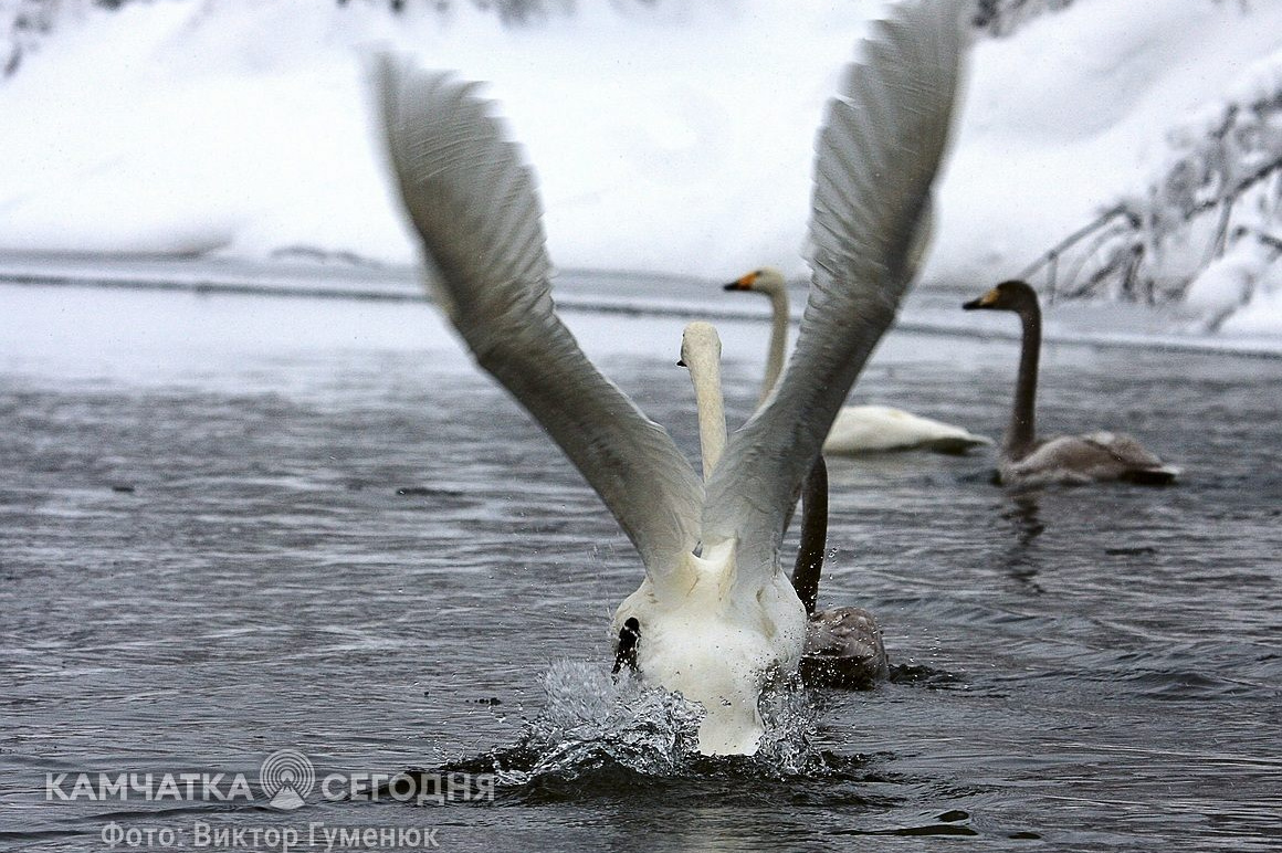 Международный день птиц. Фотоподборка. Фото: Виктор Гуменюк. Фотография 38