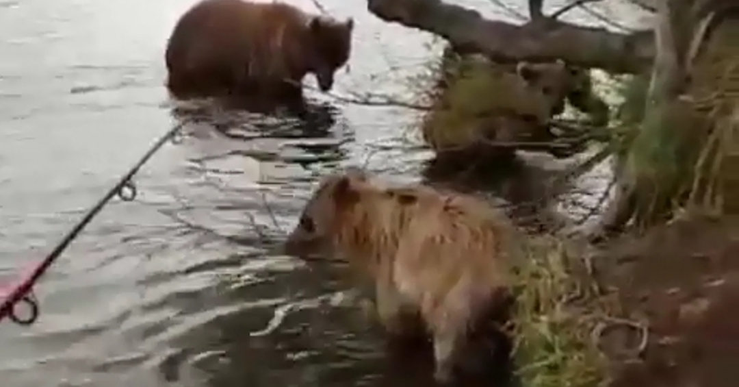 Съемки медведя на Камчатке