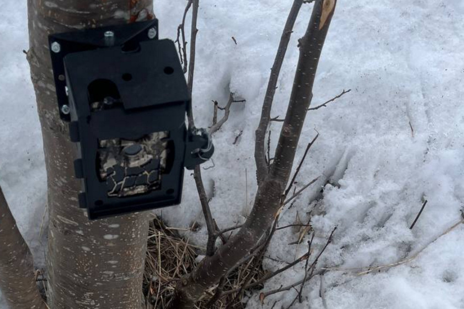 Краснокнижных оленей на Камчатке будут караулить с помощью фотоловушек. Фото: Макар Бердичевский, Игорь Шпиленок. Фотография 6