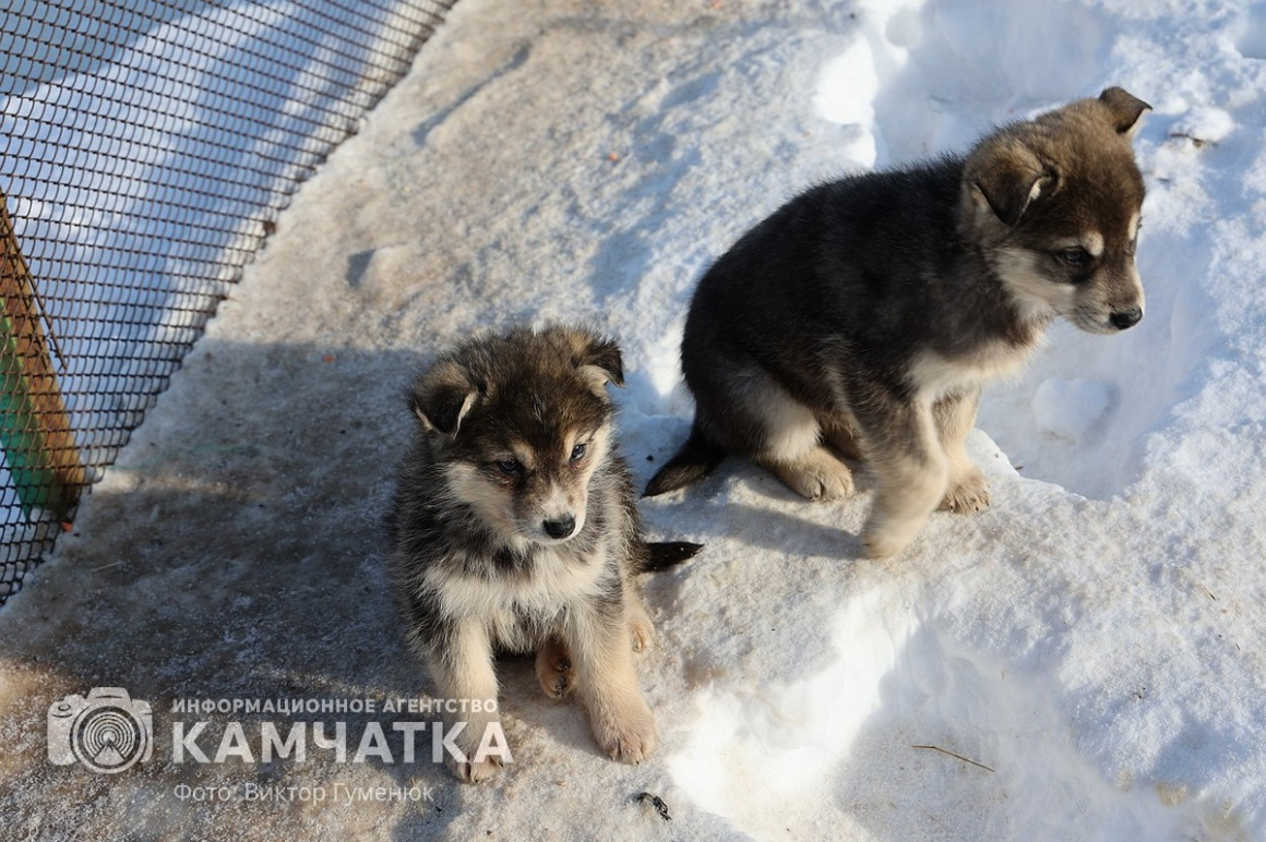 Гонка на собачьих упряжках «Хальч Тхсаном». Фоторепортаж  . Фото: Виктор Гуменюк. Фотография 54
