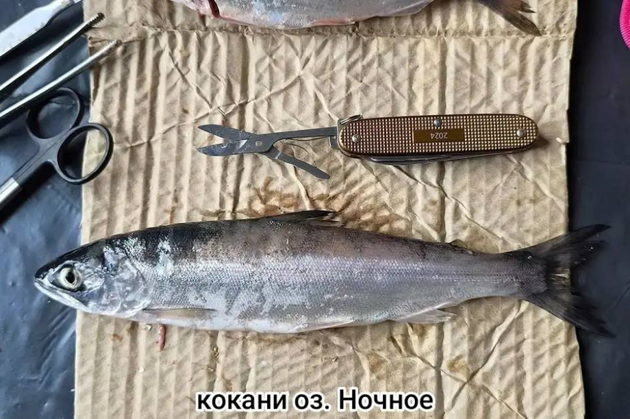 Учёные обнаружили уникальные виды рыб в озёрах у Ичинского вулкана на Камчатке. Фото: КамГУ им. В. Беринга. Фотография 2