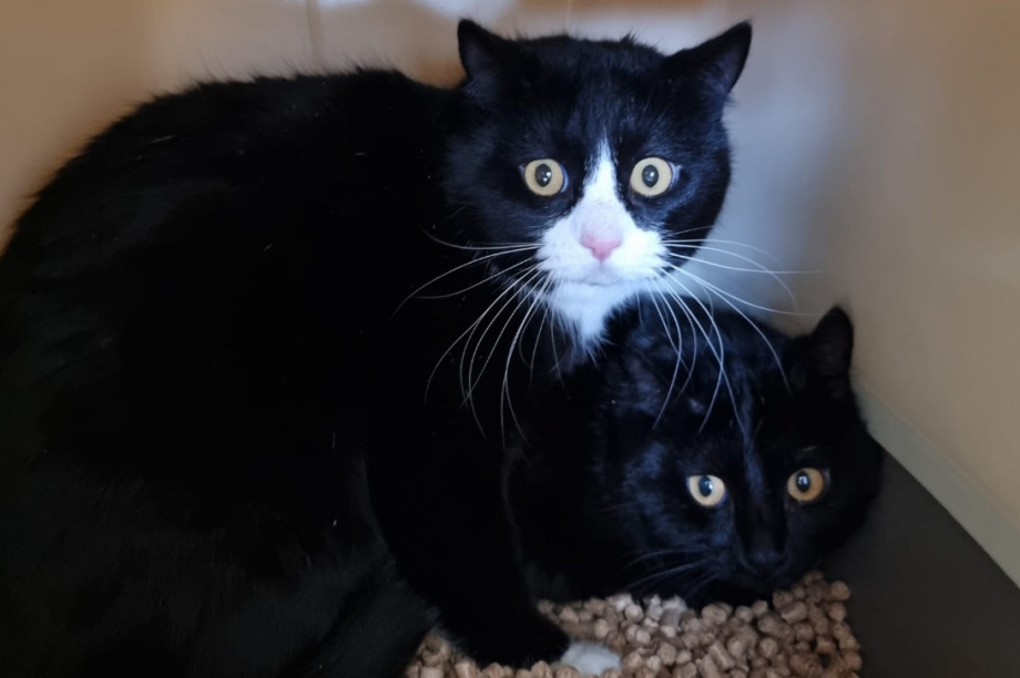 Приют «Котофеево» прининял 16 новых подопечных. Фото: приют Котофеево. Фотография 1