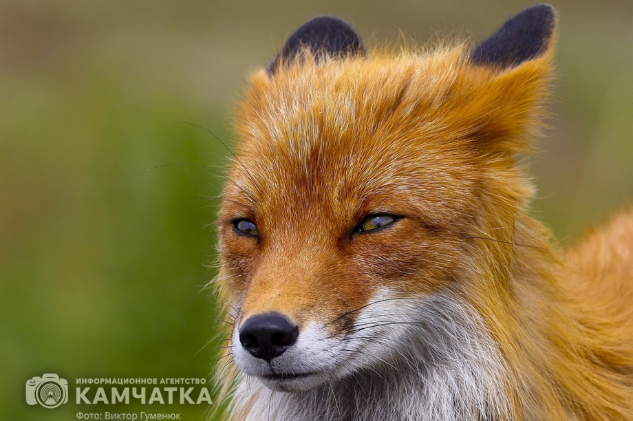 Жители камчатских лесов и сопок. Фотоподборка. фото: Виктор Гуменюк. Фотография 16