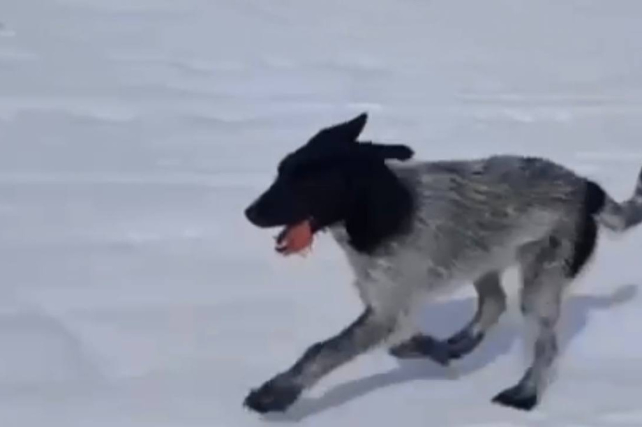 Дворняга из Ивашки стала звездой камчатской «Берингии». . Фотография 2