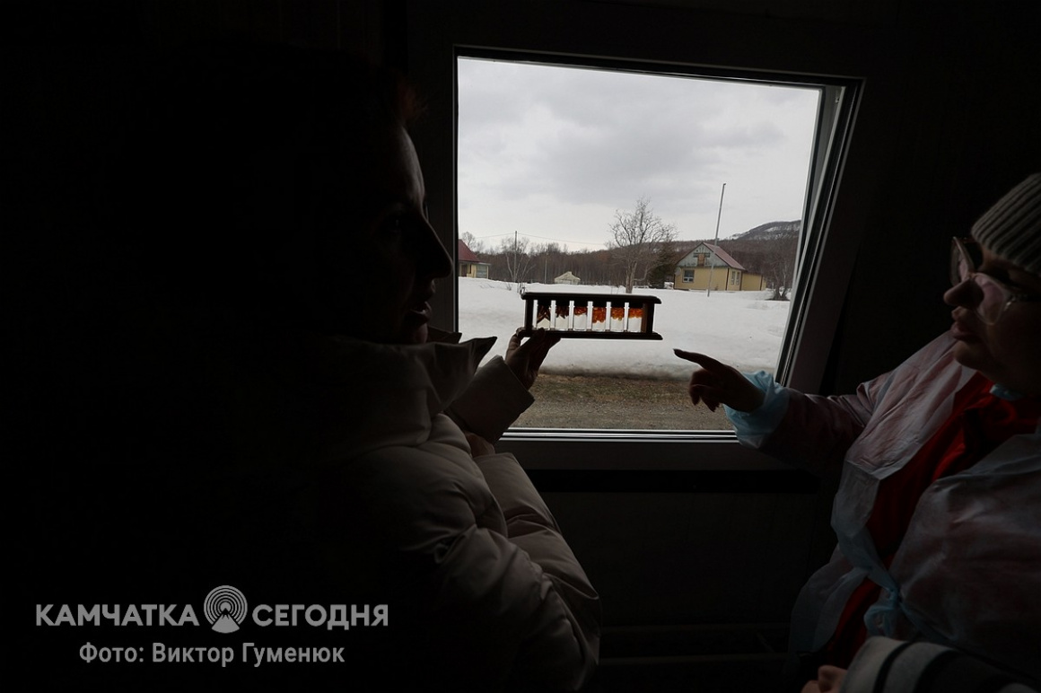 Мальков чавычи выпустили в реку Ключевку на Камчатке. Фоторепортаж. фото: Виктор Гуменюк. Фотография 18