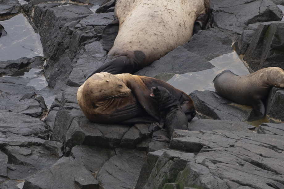 Учёные зафиксировали рост рождаемости у камчатских сивучей. Фото: пресс-служба Кроноцкого заповедника (Артюхин Ю.; Бурканов В.; Ким Н.). Фотография 7