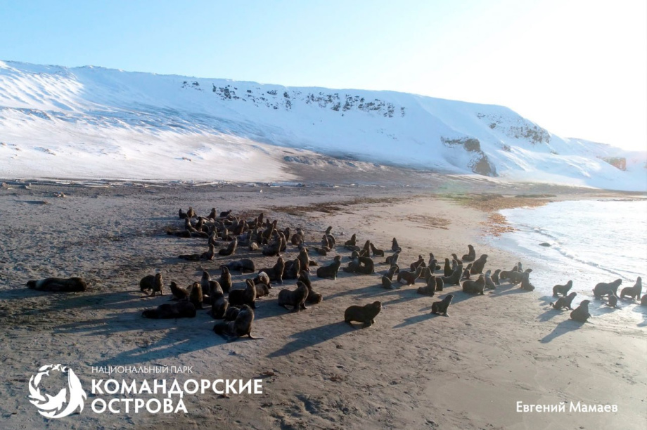 Мужской клуб на льду: морские котики устроили зимовку на Командорах. Фото: Национальный парк "Командорские острова"