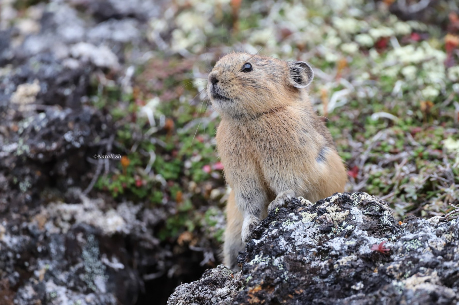 Камчатские пищухи заготавливают сено и чувствуют дожди за два дня. Фото: Вулканы Камчатки, телеграм-канал. Фотография 1