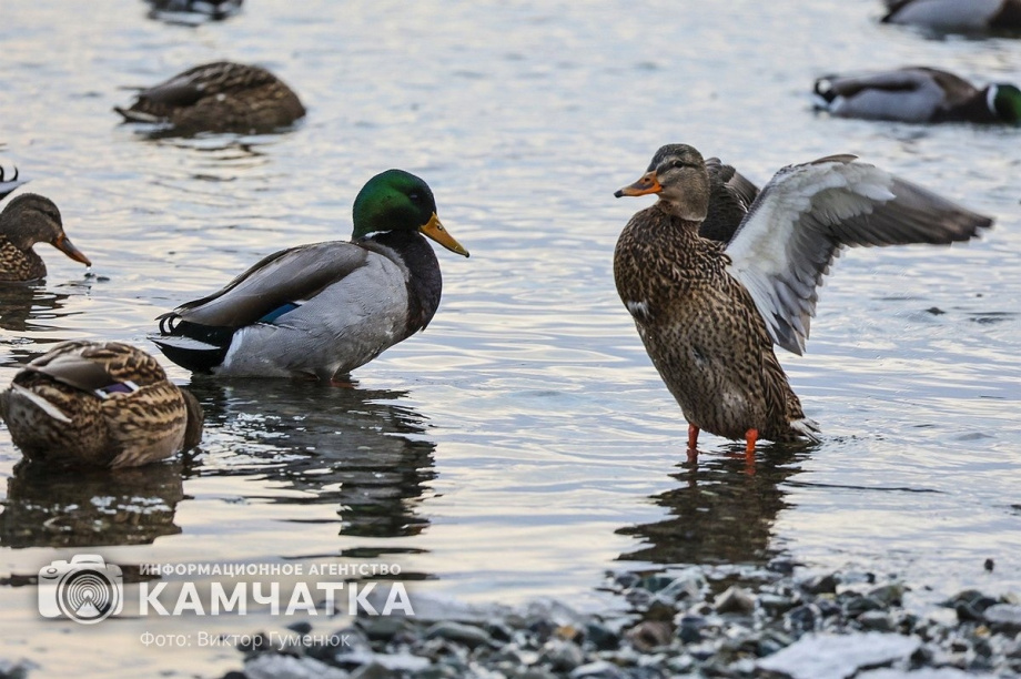 На Камчатке разрешили охотиться на дичь. Фото: ИА "Камчатка", архив