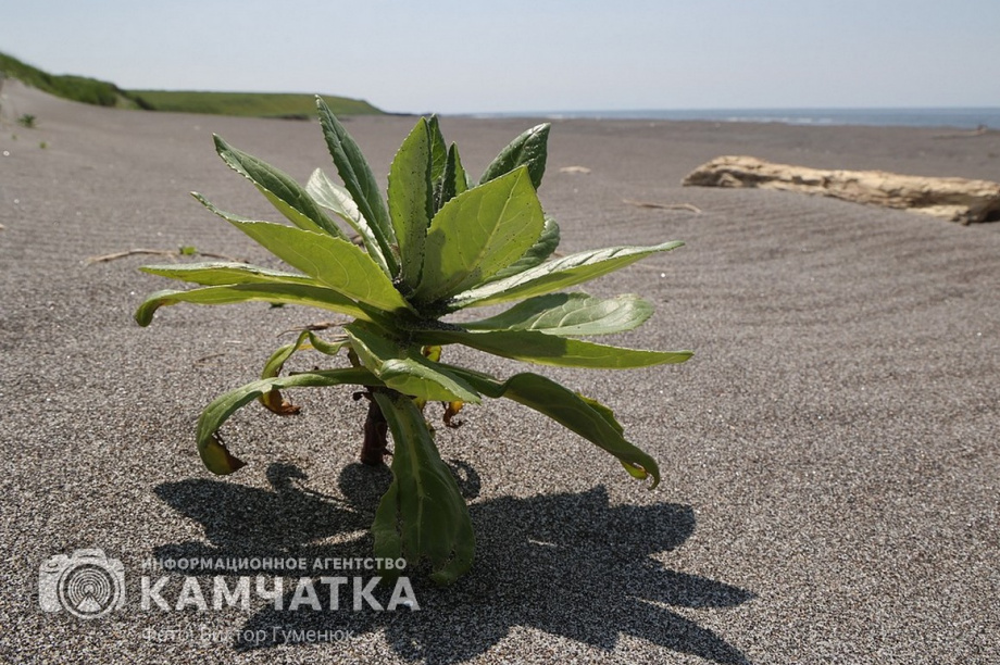 Заповедный берег юга Камчатки очистили от мусора. фото: Виктор Гуменюк. Фотография 13