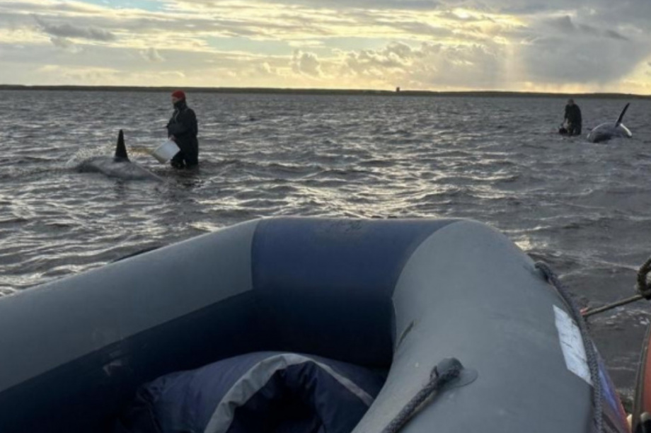 В адрес Главного управления МЧС России по Камчатскому краю поступило благодарственное письмо от фонда «Защиты китов». Фото: Витязь-Авто. Фотография 4