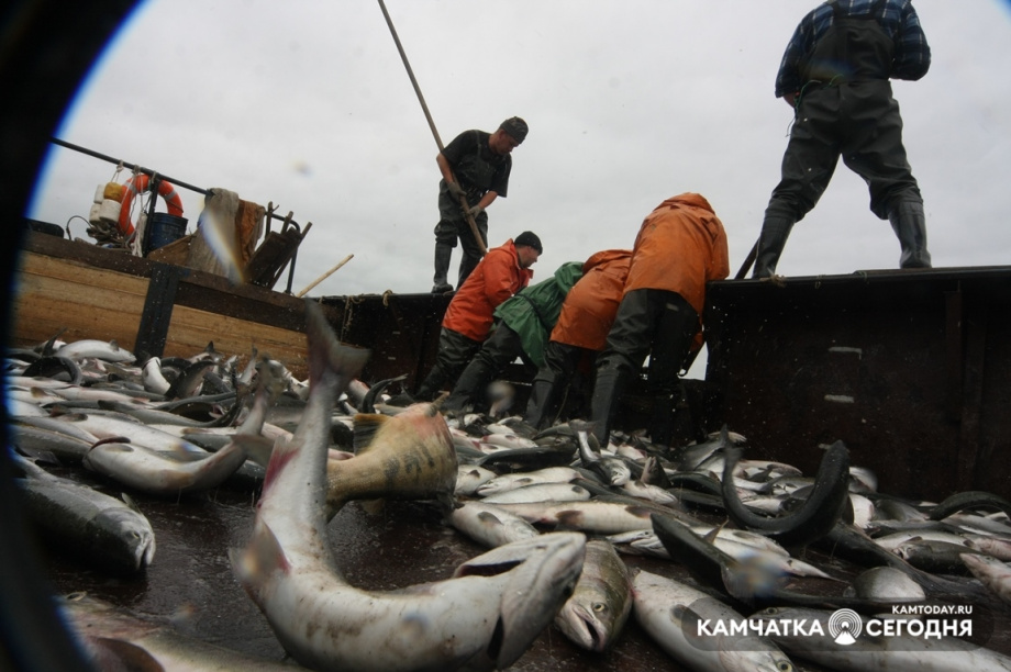 Рыбопромышленники Камчатки могут воспользоваться субсидией по перевозке минтая. Фото: Виктор Гуменюк / информационное агентство "Камчатка"