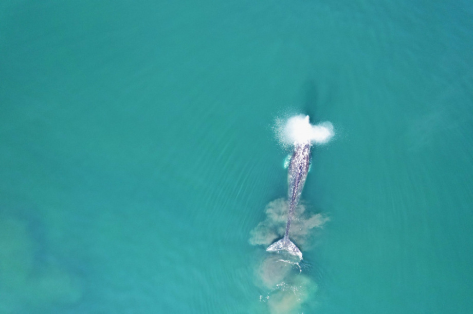 Кроноцкий заповедник расширяет "воздушный флот" для защиты природы. Фото: Кроноцкий заповедник