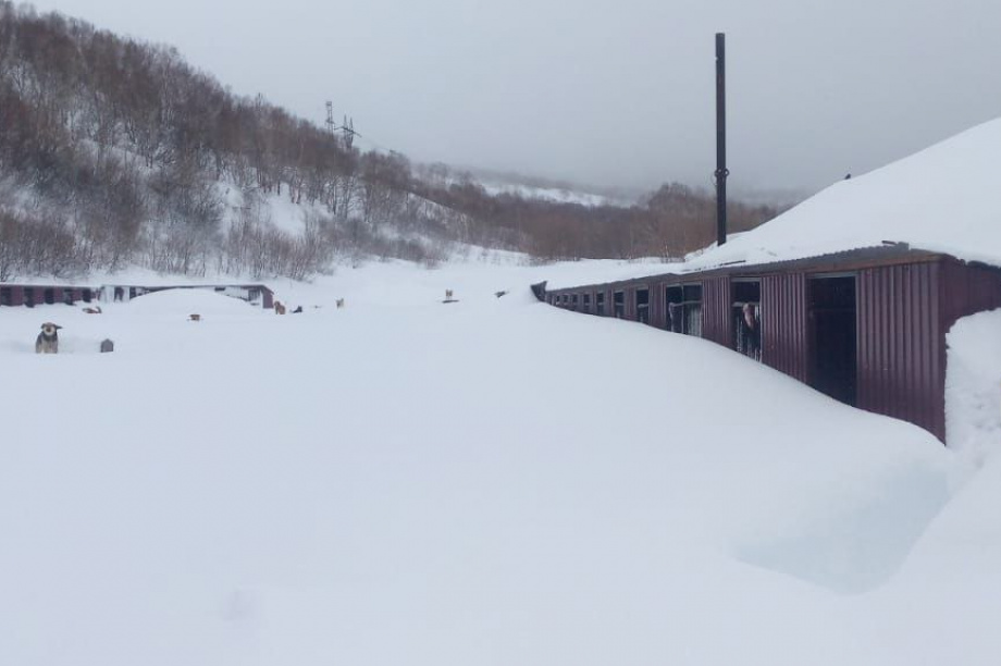 Приют для бездомных собак на Камчатке просит помощи. . Фотография 3