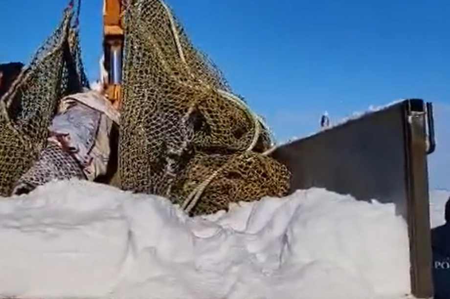 На Камчатке спасателям удалось вернуть косатку в море. Фото: Вконтакте Сергея Лебедева. Фотография 2
