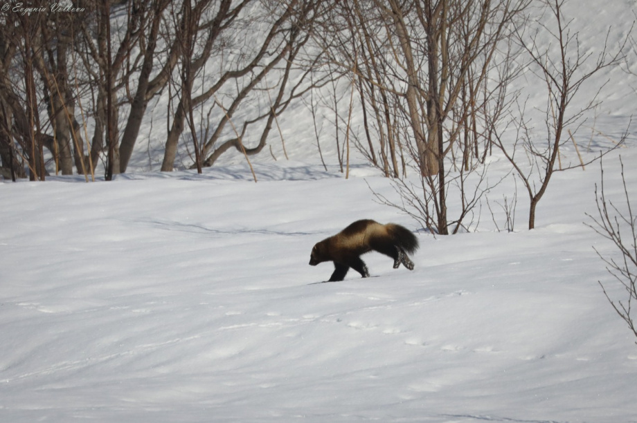 Первый медведь покинул берлогу в Кроноцком заповеднике. Фото: Д. Балакирев; Е. Волкова. Фотография 2