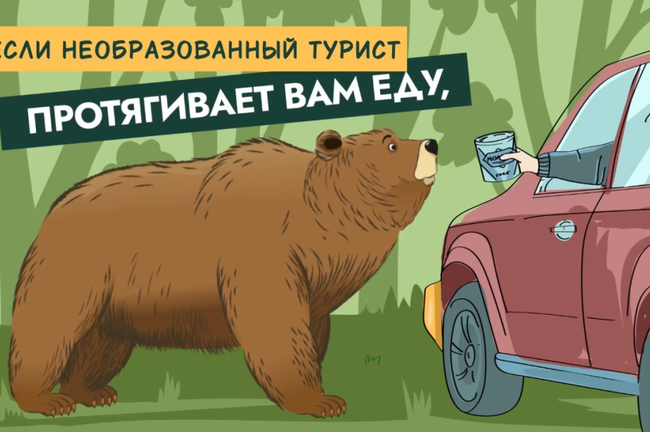 Мультик про медведей научит камчатцев не кормить хищников и не бегать при встрече. Фото: Кроноцкий заповедник, скриншот